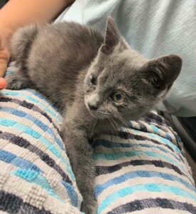 Gabi chaton visible sur Genech à l'adoption avec les amis d'ivar