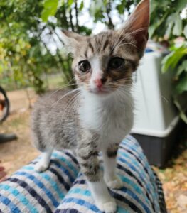 Kinder chaton à l'adoption avec les amis d'ivar visible à Genech