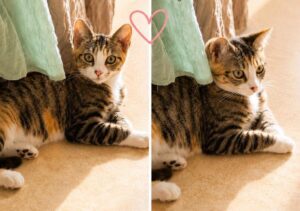 Nova chatonne à l'adoption à ennevelin avec les amis d'ivar