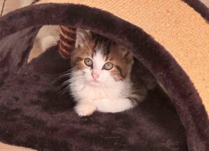 Pumba est un chaton visible à cysoing à l'adoption avec les amis d'ivar