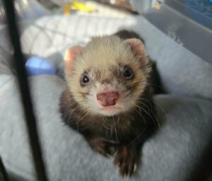 Samp furet à l'adotpion avec les amis d'ivar visible à lille