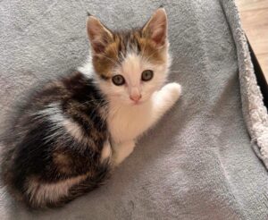 Simba à l'adoption avec Pumba avec les amis d'ivar