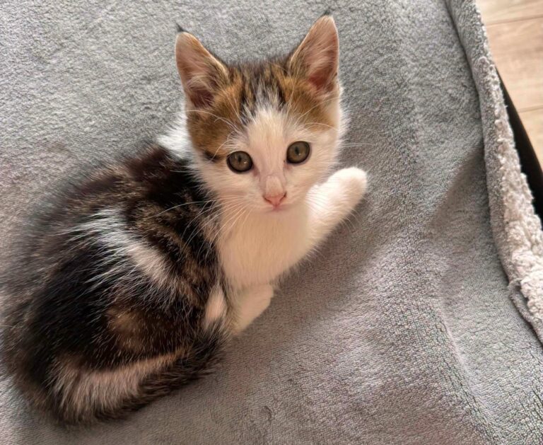 Simba à l'adoption avec Pumba avec les amis d'ivar