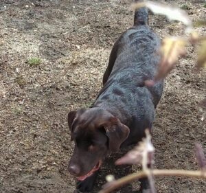 Athos chien à l'adoption avec les amis d'ivar à Valencienne