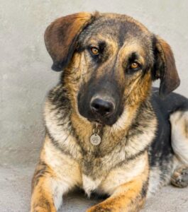 Baloo chien arménien à l'adoption avec les amis d'ivar