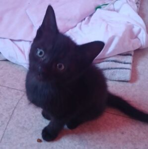 Banshee chatonne à cambrai à l'adoption avec les amis d'ivar
