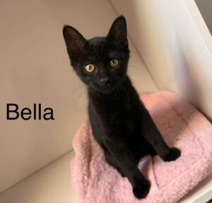 Bella chaton noir à l'adoption avec les amis d'ivar visible à Aubigny-au-Bac