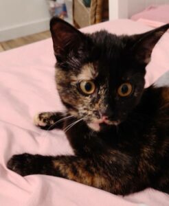 bianca-chaton-tortue-amis-d-ivar