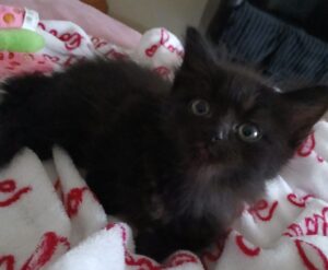 Bohème chatonne à adopter avec les amis d'Ivar sur Cambrai