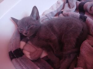 Boreas chaton noir à l'adoption avec les amis d'ivar sur Cambrai