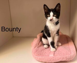 Bounty chaton à l'adption avec les amis d'ivar à Aubigny-au-Bac
