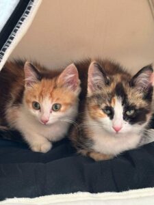 Calypso et Crème sont deux minettes à la recherche de leur famille les amis d'ivar