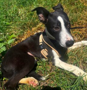 chanel-chien-adoption-amis-d-ivar
