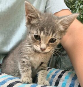 chipie est un chaton visible sur genech à l'adoption avec les amis d'ivar