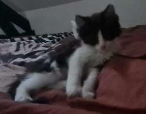 simba chaton de fins àl'adoption avec les amis 'ivar