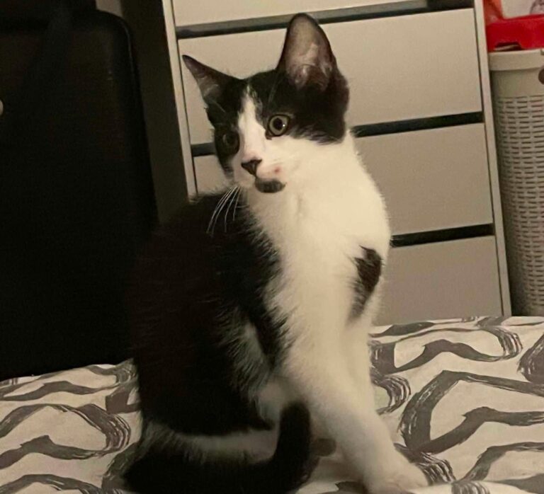 Domino chaton dynamique à l'adoption avec les amis d'ivar