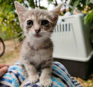 Feli chaton à l'adoption avec les amis d'ivar à Genech