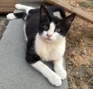 Loly chaton visible à provin à l'adoption avec les amis d'ivar