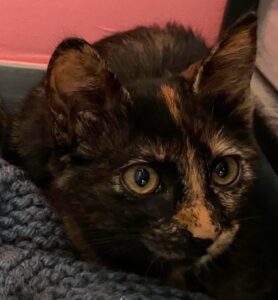 Louna chaton à l'adoption à Tourmignies avec les amis d'ivar
