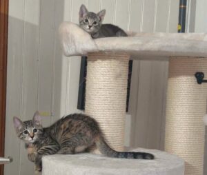Luna et lova à l'adoption à valenciennes avec les amis d'ivar