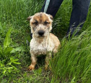Milow chien rescapé à la recherche de sa famille