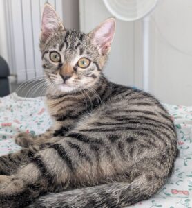myrtille chat à l'adoption avec les amis d'ivar