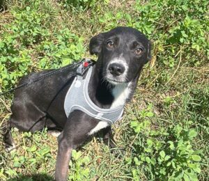 nelia-chien-roumanie-adoption-amis-d-ivar
