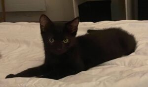 Nyx chaton noir à l'adoption avec les amis d'ivar