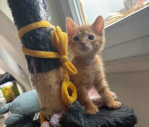 Oscar chaton à l'adoption avec les amis d'Ivar visible à La Madeleine