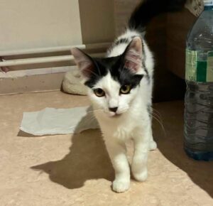 Shiva chatonne à l'adoption avec les amis d'ivar à ennevelin