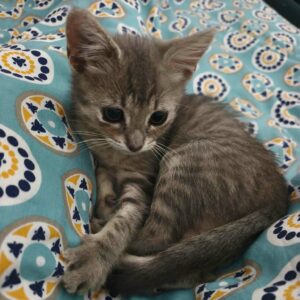 sol chaton à adoption avec les amis d'ivar