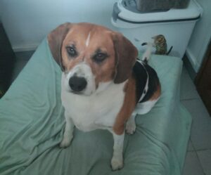 Tempête beagle à l'adoption avec les amis d'ivar visible à haubourdin