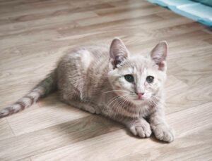Tigrou chaton à l'adoption avec les amis d'ivar visible à anstaing