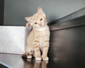 Tyco chaton à l'adoption avec les amis d'ivar visible à anstaing