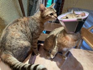 Ying et Yang à l'adoption avec les amirs d'ivar