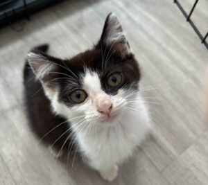 Arlo chaton à adopter avec l'association les amis d'ivar