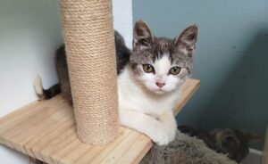 Baïa chaton à l'adoption avec les amis d'Ivar sur Caudry
