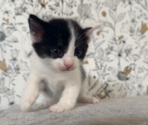 Basile chaton à l'adoption à busigny avec les amis d'ivar