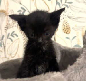 batman chaton amis d'ivar