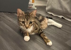 Baya à l'adoption avec les amis d'ivar