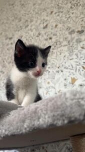 Billy petit chaton à l'adoption à Busigny avec les amis d'ivar