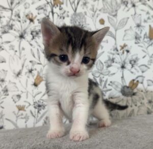 Bluey chaton de busigny à l'adoption avec les amis d'ivar