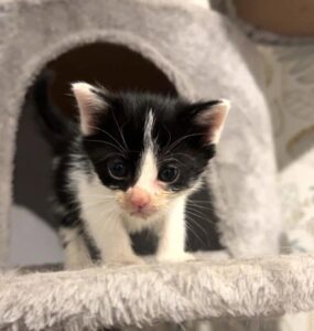 bonny chaton amis d'ivar