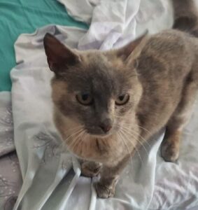 Nala jeune chat sur douai à l'adoption avec les amis d'ivar