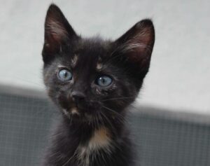 Sansa chaton à l'adoption avec les amis d'ivar