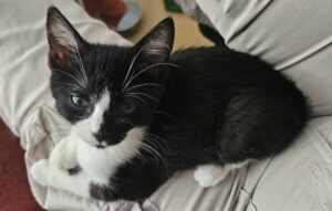 Arrow chaton à l'adoption avec les amis d'ivar