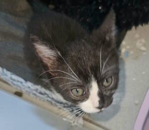 Arya chaton à l'adoption avec les amis d'ivar sur oignies
