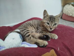 Baloo chaton à l'adoption avec les amis d'ivar sur caudry