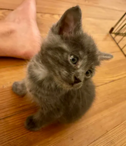 be happy chaton amis d'ivar