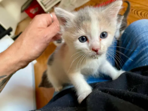 bee chaton amis d'ivar